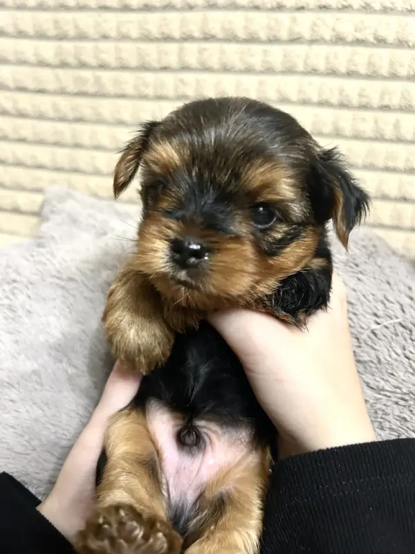 Щенок Йоркширского терьера. Щенки Йорка мальчики