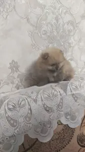 Девочка померанского шпица