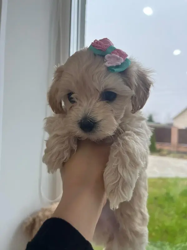 Мальтипу ф1 - Городея - 225787 - Доска объявлений Kupika.by - Фото 3