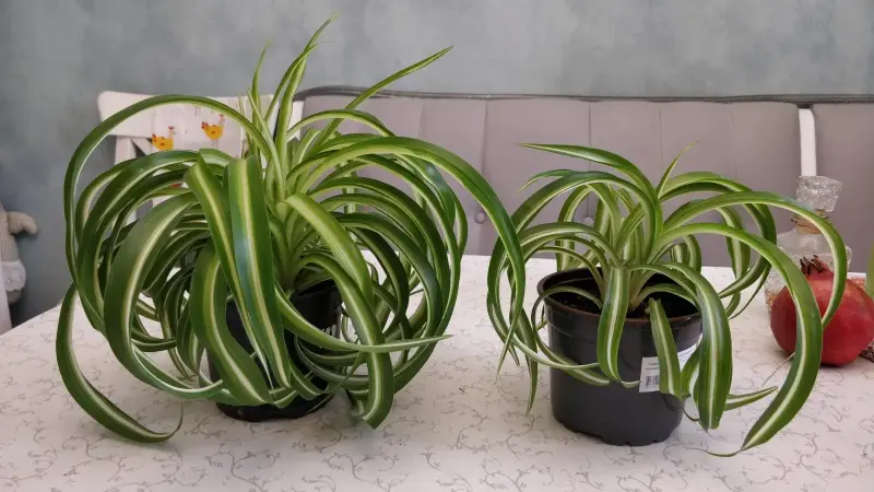 Хлорофитум кудрявый Bonnie