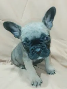 Французский бульдог
