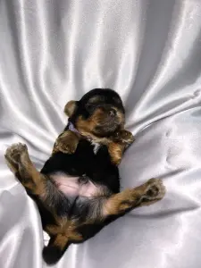 Щенок Йоркширского терьера. Бронь