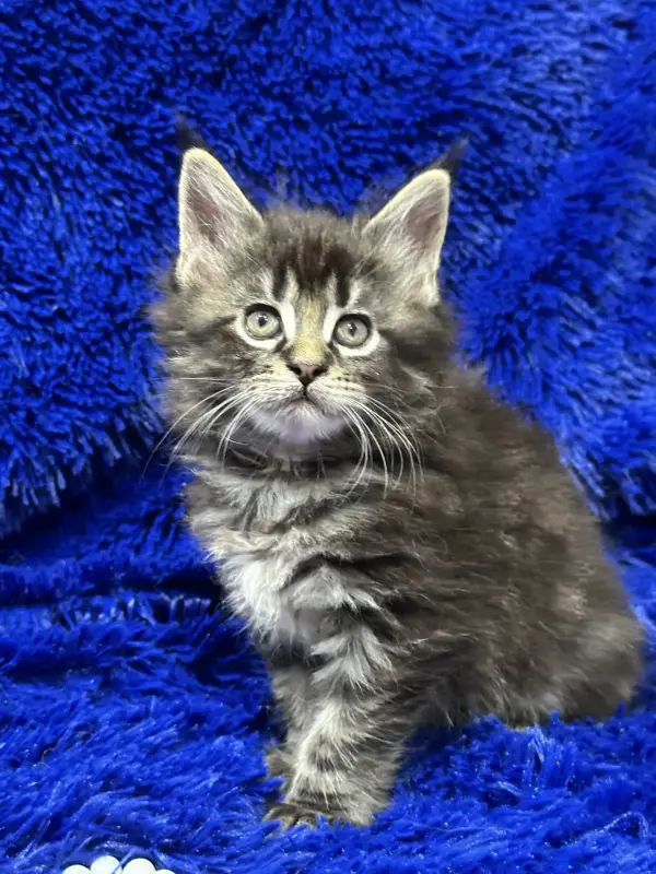 Мейн-Кун мальчик