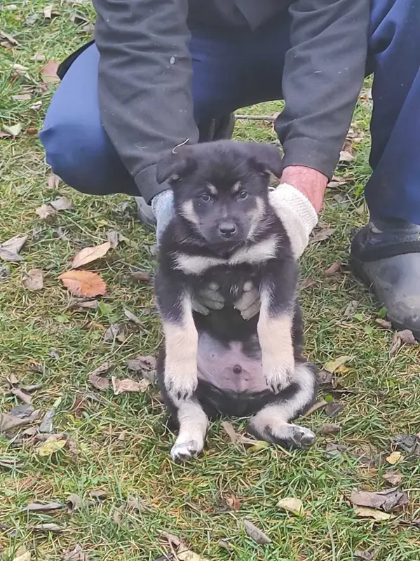 Щенки в дар