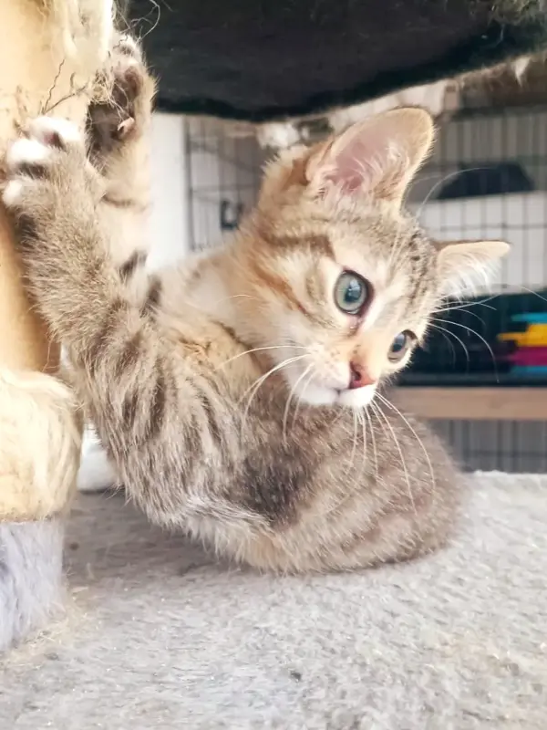 Покер - полосатик крутой