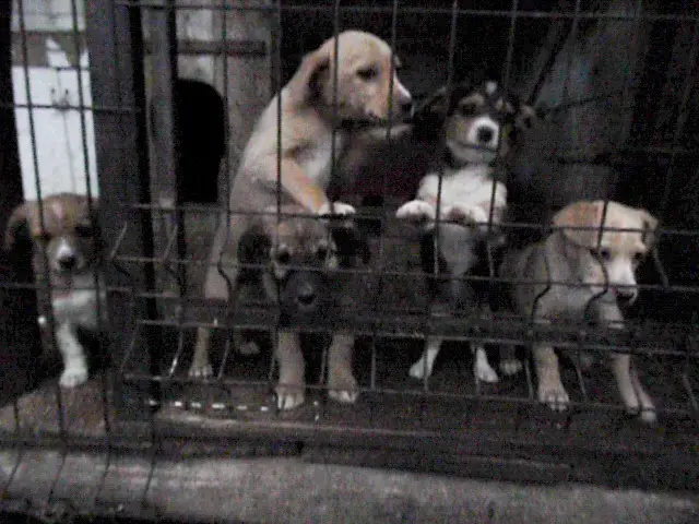 Любящие щенки для Вашей семьи