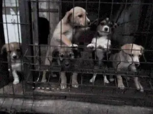 Любящие щенки для Вашей семьи