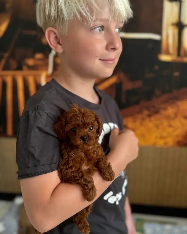 Элитные мини и микро мальтипу Азия Тэдди той пудель