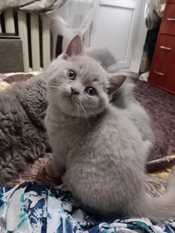 Котята шотландские