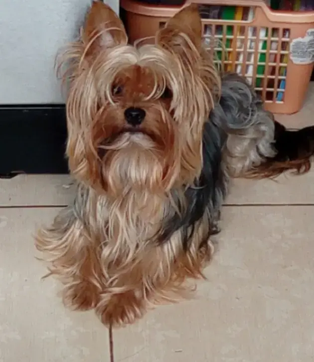 Йоркширский терьер вязка