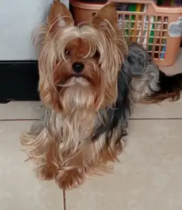 Йоркширский терьер вязка