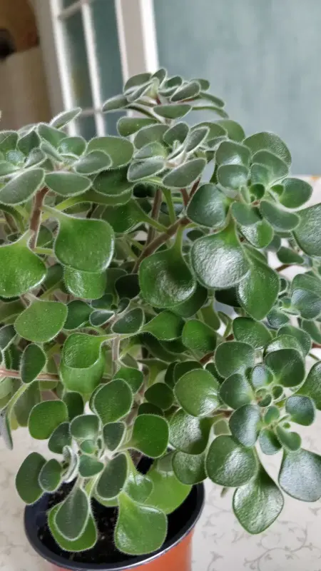 Аихризон, 'дерево любви',-шикарный куст