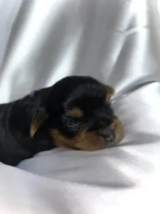 Щенок Йоркширского терьера. Бронь