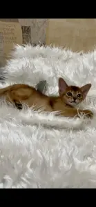 Абиссинский котёнок