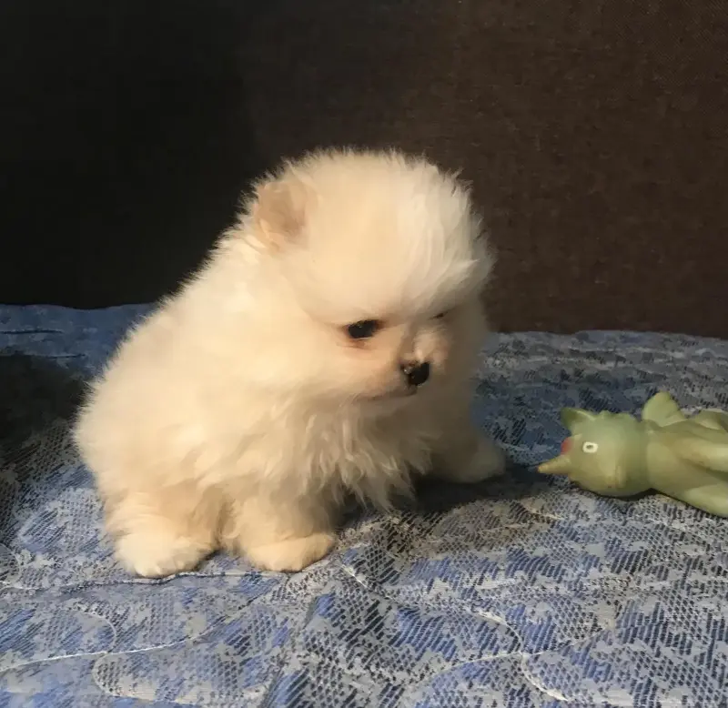 Шпиц мини девочка. Цена в рублях.