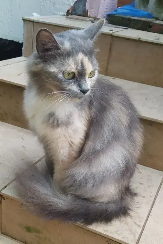 Пушистая красавица срочно ищет дом или передержку до весны