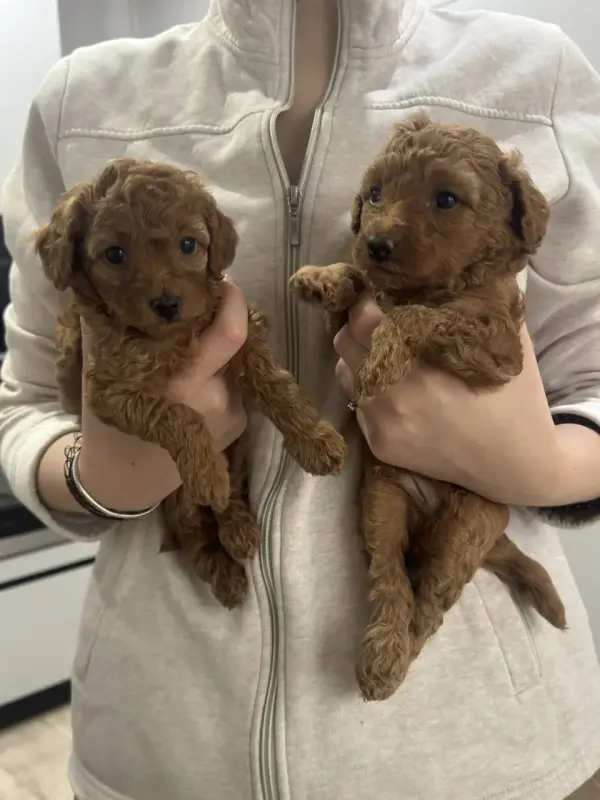 Щенята той-пудель