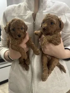 Щенята той-пудель