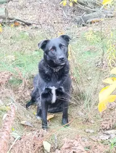 Собака в дар