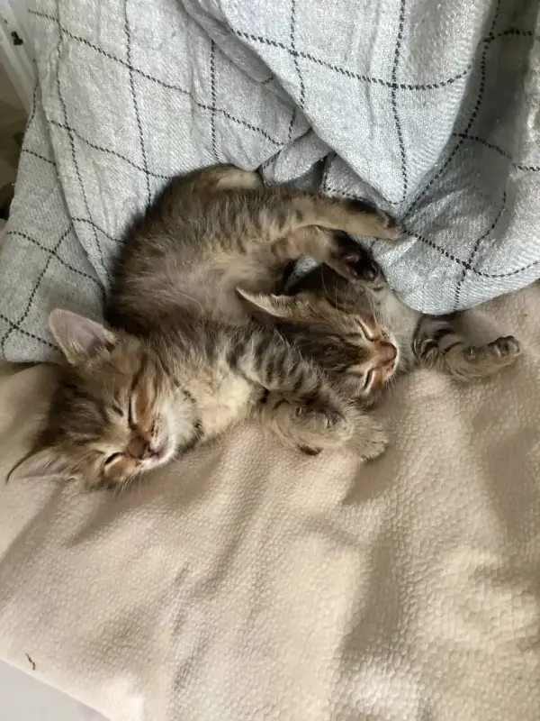 Котята в добрые руки - Минск - 223241 - Доска объявлений Kupika.by - Фото 4