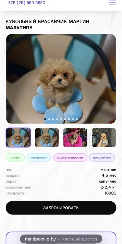 Элитные мини и микро мальтипу Азия Тэдди той пудель