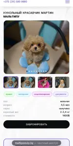 Элитные мини и микро мальтипу Азия Тэдди той пудель