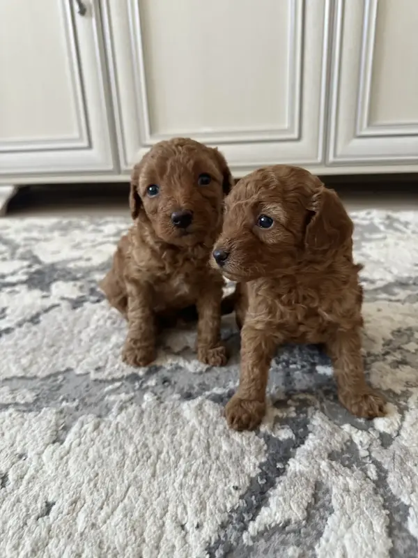 Щенята той-пудель