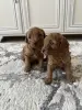 Щенята той-пудель