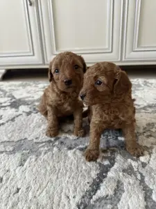 Щенята той-пудель