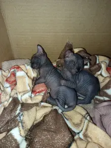 Котята сфинкс