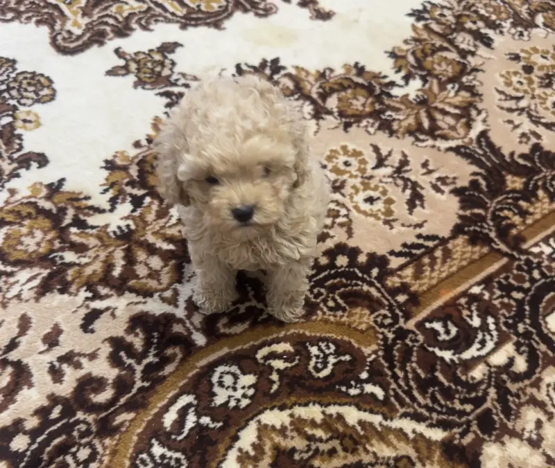 Девочка той пудель