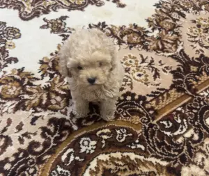 Девочка той пудель