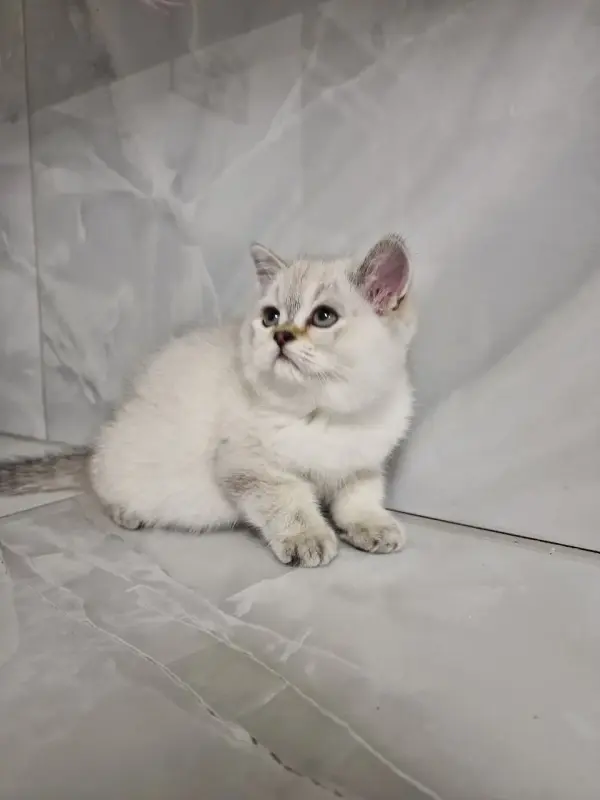 Шотландский котёнок