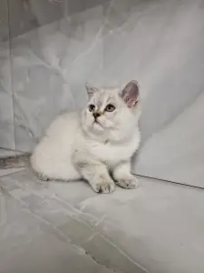 Шотландский котёнок