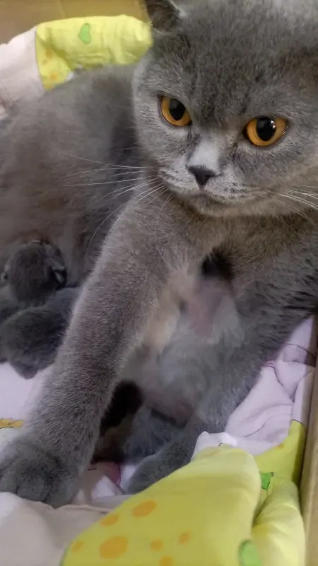 Британские котята