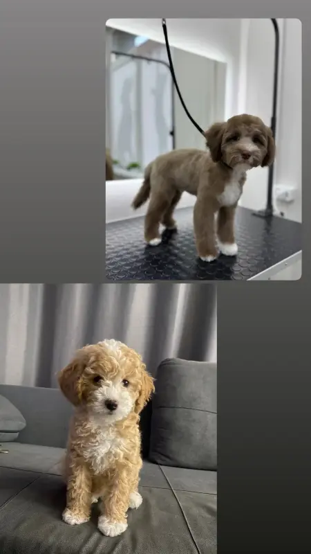 Мальтипу девочки / мальчики