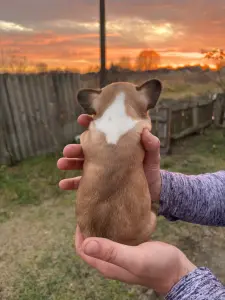 Щенки французского бульдога