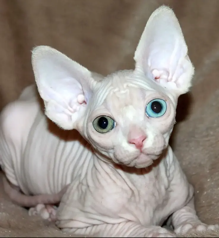 Канадский сфинкс Разноглазая Принцесса