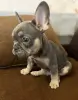 Щенок французского бульдога