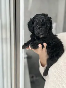 Мальтипу девочки / мальчики