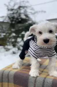 Щенки цвергшнауцера Мальчик