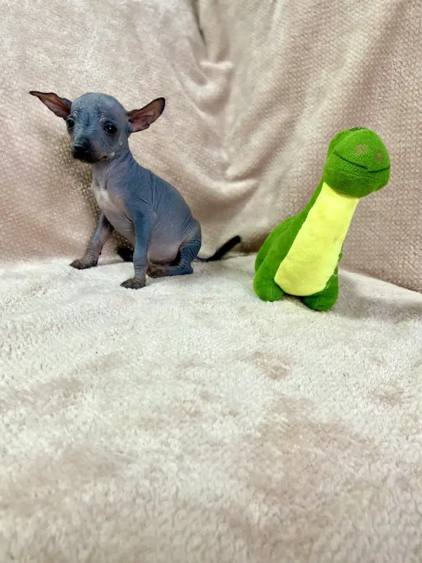 Щенки Ксолоитцкуинтли голой мексиканской собаки