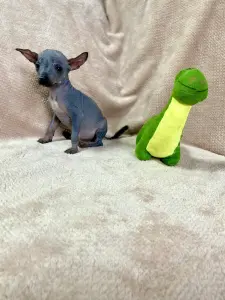 Щенки Ксолоитцкуинтли голой мексиканской собаки