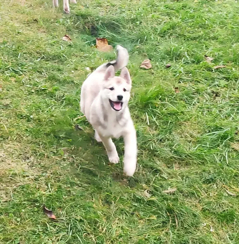 Продается щенок западно сибирской лайки