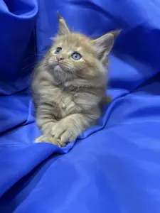 Мейн-Кун котята