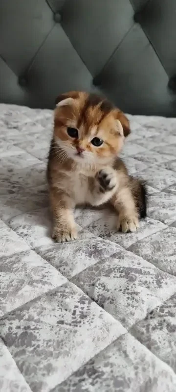 Шотландские котята