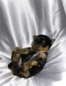 Щенок Йоркширского терьера. Бронь