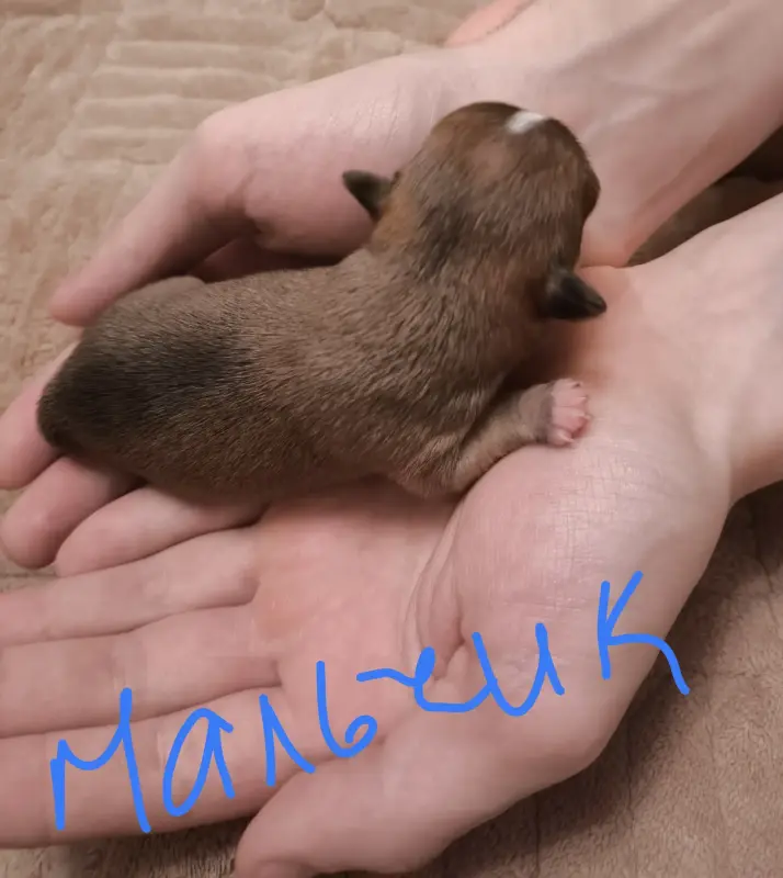 чихуахуа щенки