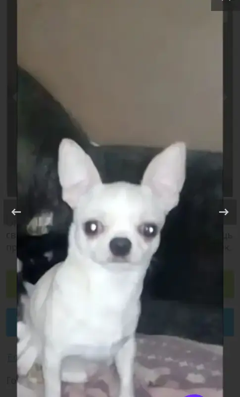 Чихуахуа вязка