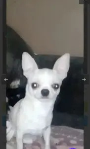 Чихуахуа вязка